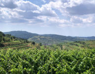 Kaiserstuhl